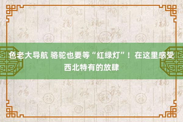 色老大导航 骆驼也要等“红绿灯”！在这里感受西北特有的放肆