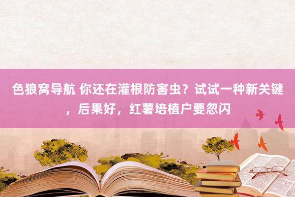 色狼窝导航 你还在灌根防害虫？试试一种新关键，后果好，红薯培植户要忽闪